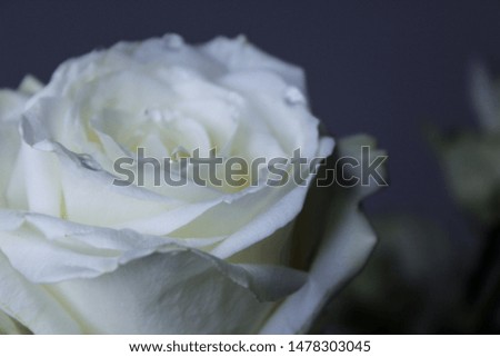 White rose in drops of dew on a dark gray background