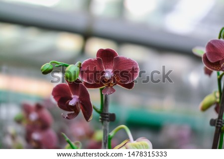  beautiful exotic orchid flowers phalaenopsis, cymbidium grown in a greenhouse
