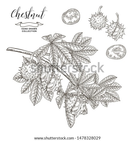 Chestnut tree branch. Black  and white fruits ans leaves of chestnut. Hand drawn vector illustration. Autumn collection. Engraving style.