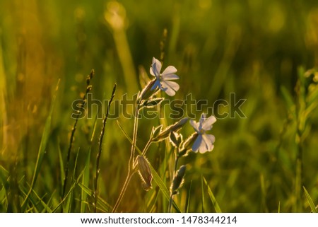 Wild flowers on the meadow