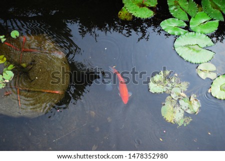 a swimming carp in a pond