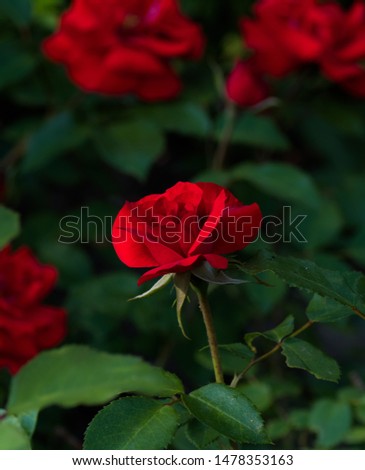 Beautiful red rose flower isolated picture