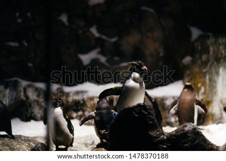 The group of crested penguins in Antarctic looking aquarium. The crested penguins similar in appearance, having sharply delineated black and white plumage with red beaks and prominent yellow crests..
