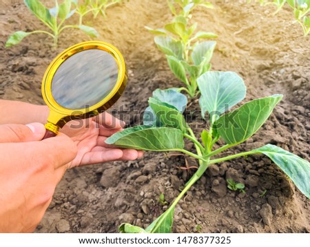 The food scientist checks the cabbage for chemicals and pesticides. Growing organic vegetables. Eco-friendly products. Pomology. Agriculture and farming. GMO test. Study quality of soil and crop. Royalty-Free Stock Photo #1478377325