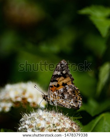 summer - butterfly at flower tree picture
