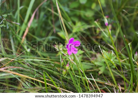 Geranium pratense wildflower in summer field blooming in August