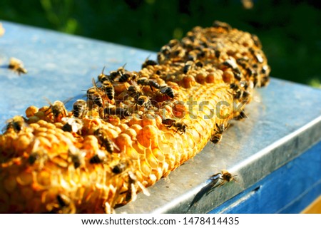 Honeycombs Pollen bees placed in cells The lack of sharpness of individual bees is due to their active movement. The brilliant wings of insects create light highlights. Royalty-Free Stock Photo #1478414435