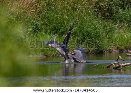Two young Great blue herons fighting for hunting territory.Picture taken from behind a natural photo blind in Wisconsin.