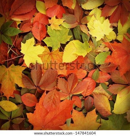 Colorful and bright background made of fallen autumn leaves Royalty-Free Stock Photo #147841604