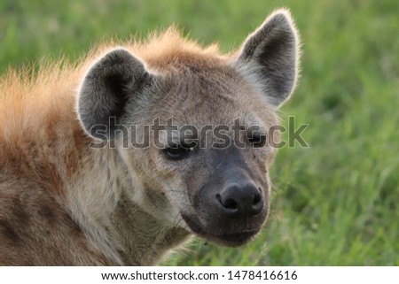 Spotted hyena portrait, Masai Mara National Park, kenya.