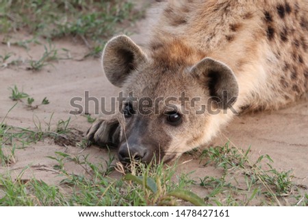 Spotted hyena face, Masai Mara NationalPark, Kenya.