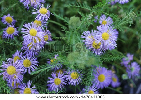 Purple flowers and leaves, close up