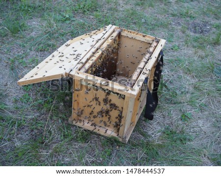 temporary portable small wooden beehive with bees. bees are looking for their cell