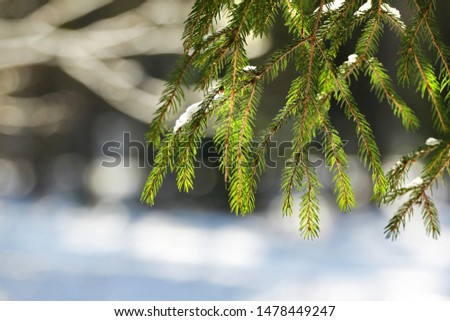 Beautiful snowy background in the forest with fir branches and, snow and snowflakes.