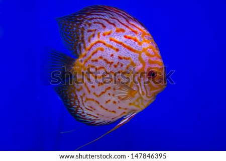Pompadour (Discus) fish in a fish tank