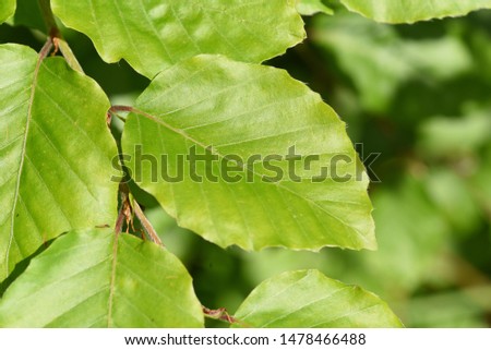 The European beech, Fagus sylvatica, is a deciduous tree and an oil plant. It is a powerful tree and its wood is an important timber supplier. She belongs to the medicinal plants and has green leave Royalty-Free Stock Photo #1478466488