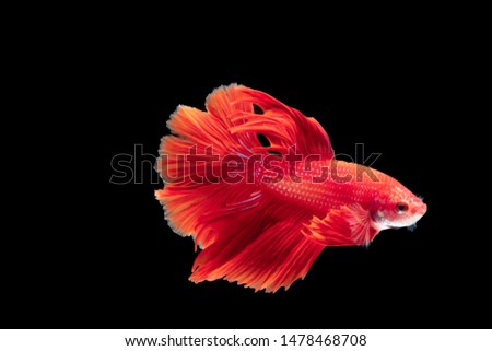 red siamese fighting fish betta on black background, 