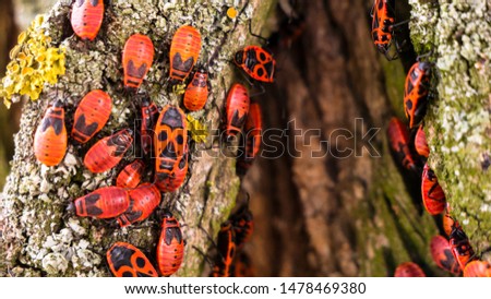 Family of bedbugs-soldiers on the bark of a tree. Pyrrhocoris apterus, red-black beetles. Animals wildlife. 