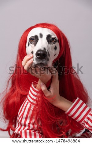 Portrait of dalmatian dog with red wig hair, having sincere and gentle look holding hands under chin. Dog on bright background. Pets, beauty, emotions concept