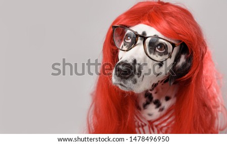 Cute dalmatian dog in cloths with red hair and glasses looks up on white background. Dog teacher concept. copy space