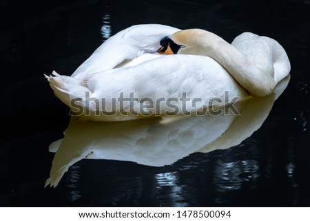 A white swan swims, bending its neck on the black mirror surface of the water. White swan on a dark, black background.
