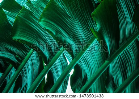 Tropical banana leaf concept in green leafy garden, large palm leaf, nature