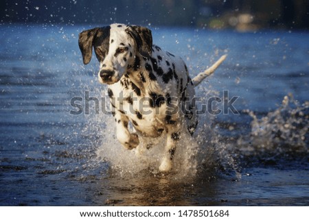 dog dalmatian portrait action outdoor