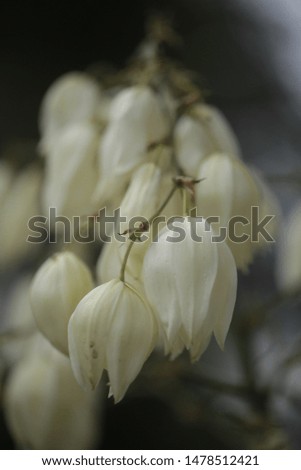 nature close up vertical photography: group of white yucca plant flowers growing outdoors on a sunny day