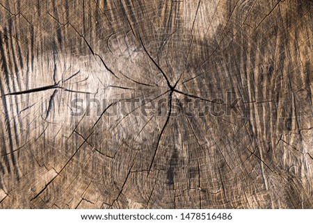 Close up of sawn off logs exposing cross-section with cracks. Wood texture or background
