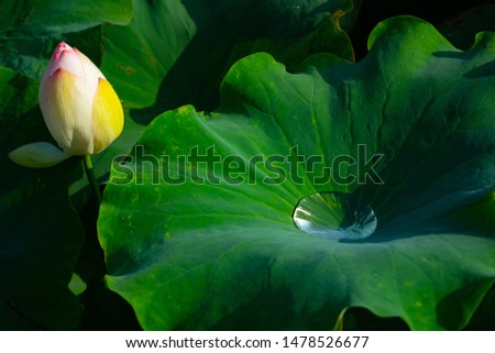 Closeup of lotus leaf with a drop of water 