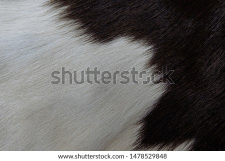 Texture of brown Cow skin coat with fur black white and brown spots