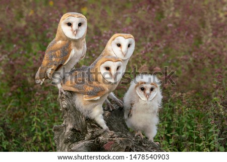 Family Barn owl (Tyto alba) on a tree. Pink flower background. Noord Brabant in the Netherlands.  Royalty-Free Stock Photo #1478540903