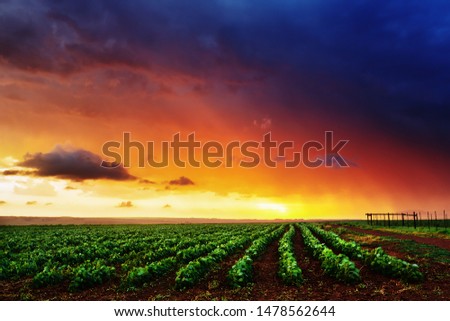 Sunset with dramatic stormy clouds over a farm in Africa creating brilliant and vibrant colours. Mpumalanga