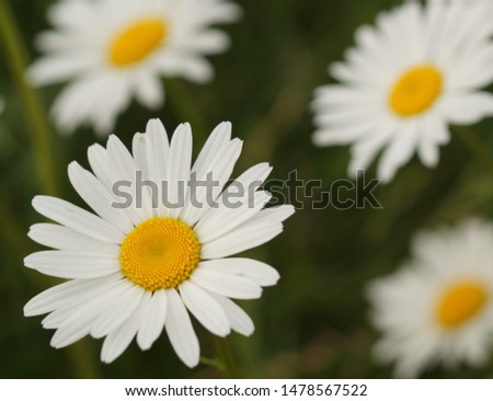 Ox eye daisy with others in the background