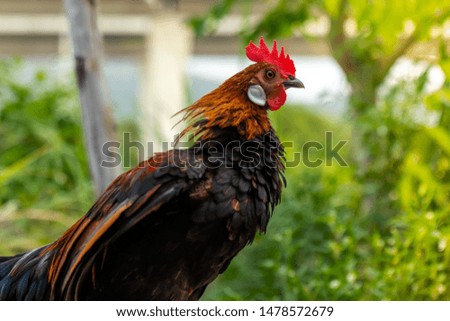 
Close-up image of male fowl showing various gestures,
Beautiful wildlife in the midst of nature