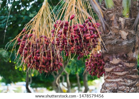 Dates palm branches with ripe dates. Colorful dates clusters