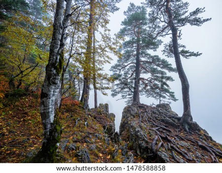 Fantasy foggy forest trees in the mountains