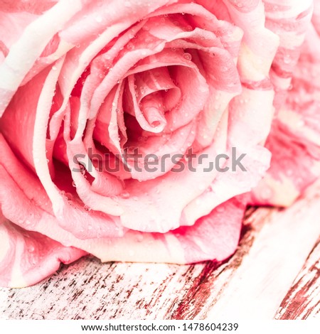 Close-up of large mauve pink rose head with morning dew or rain drops, pastel brown burgundy red wooden table texture background. Macro photo, soft water colors.