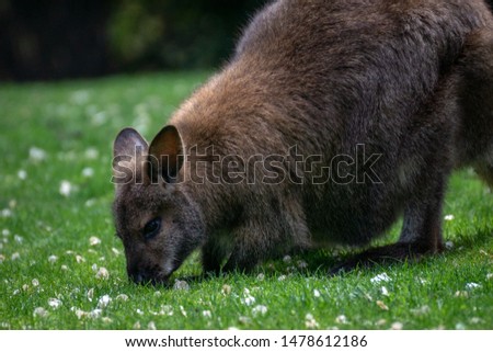 Female Bennet Wallaby eating green