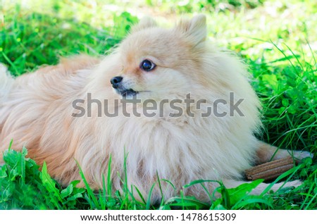 White German Pomeranian spitz dog nibbles a prey bone. stick for brushing teeth. daily oral care. hard to reach teeth.  security guard.