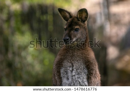 Behavior of an adult bennett wallaby