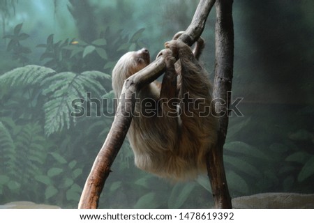 A sloth handing from a branch