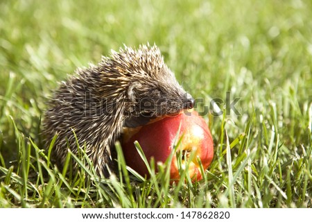Little hedgehog eating a fruit