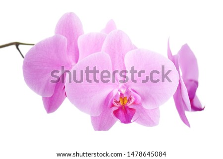 Purple orchids isolated on white background. Closeup.