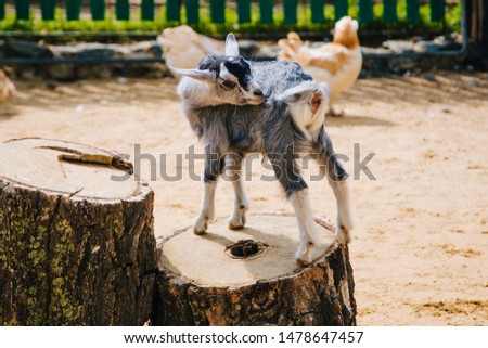 Little goat stands on a tree stump. Livestock