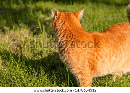 Beautiful red cat with yellow eyes stands in the grass on a sunny day outdoor