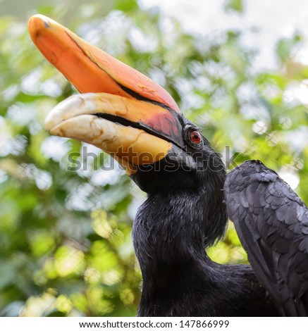 Closeup photo of a beautiful and colorful Exotic Bird, the Rhinoceros Hornbill. 