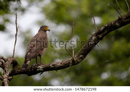 The crested serpent eagle (Spilornis cheela) is a medium-sized bird of prey that is found in forested habitats across tropical Asia