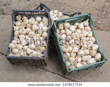 garlic fresh young garlic harvesting storage cultivation benefits and harms