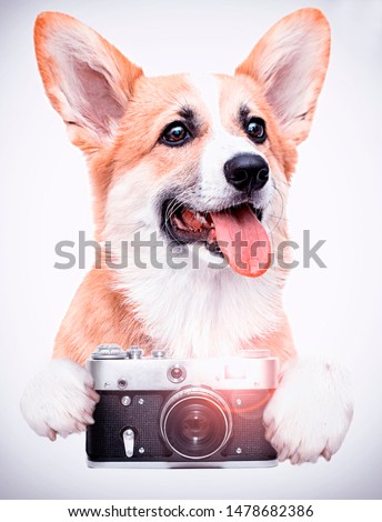 dog photographer and camera on a white background